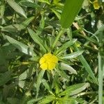 Ludwigia adscendens फूल