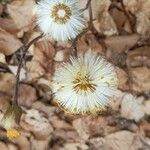 Tussilago farfaraПлод