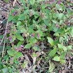 Pulmonaria officinalis Hoja