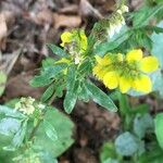 Trigonella esculenta Çiçek