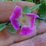 Rosa heckeliana Λουλούδι