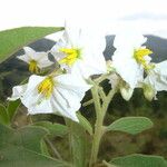 Solanum variabile 花