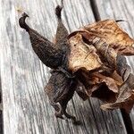 Paeonia mascula ഫലം