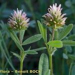Trifolium squamosum अन्य