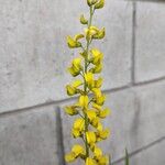 Crotalaria lanceolata Flor