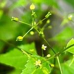 Spananthe paniculata Fruct