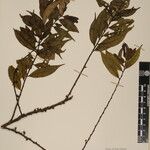 Eurya cerasifolia 其他