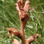 Orobanche teucrii Blomma