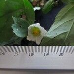 Sida cuspidata Otro