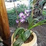 Dendrobium victoriae-reginae ശീലം