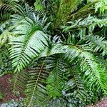 Blechnum tabulare Buveinė