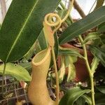 Nepenthes mirabilis Folha