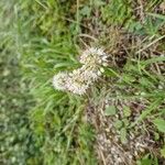 Allium ericetorumFlower