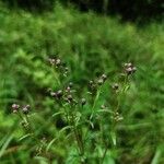 Serratula tinctoria Flors