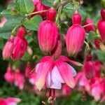 Fuchsia magellanicaКвітка