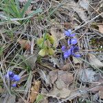 Polygala microphylla Foglia