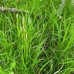 Carex alba 葉