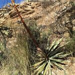 Agave palmeri Habitus