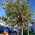 Populus alba عادت داشتن