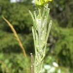 Erysimum virgatum Outro