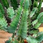 Euphorbia abyssinica Blad