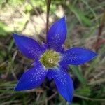 Gentiana autumnalis 花