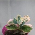 Kalanchoe laxifloraFoglia