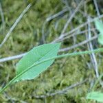 Hieracium laevigatum Frunză