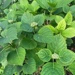 Hydrangea arborescensपत्ता