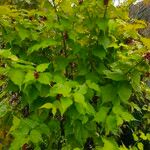 Leycesteria formosa Libunga