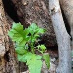 Sisymbrium erysimoides Leaf