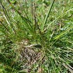 Carex parviflora Hoja