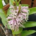 Dendrobium smillieae Flor