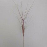 Aegilops triuncialis 果實