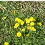 Sonchus tenerrimusFlors