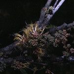 Zygia racemosa Flower