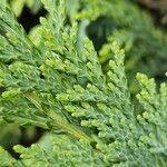 Chamaecyparis lawsoniana Лист