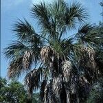 Sabal palmetto 葉