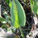 Pontederia cordata Blatt