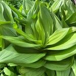 Veratrum lobelianum पत्ता