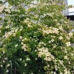 Cornus kousaFlower