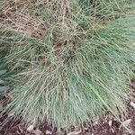 Festuca glauca Feuille