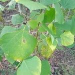 Erythrina berteroana Leaf