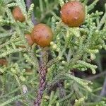 Juniperus phoenicea Фрукт