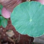 Hydrocotyle verticillata Feuille