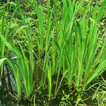 Acorus calamus Blad