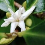 Coffea mauritiana Fleur