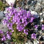 Erinus alpinus फूल