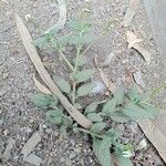 Heliotropium angiospermum Blad