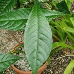 Phlogacanthus turgidus Leaf